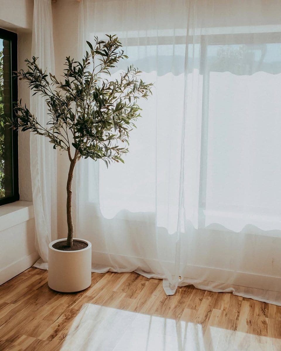 plant shadows through sheer curtain