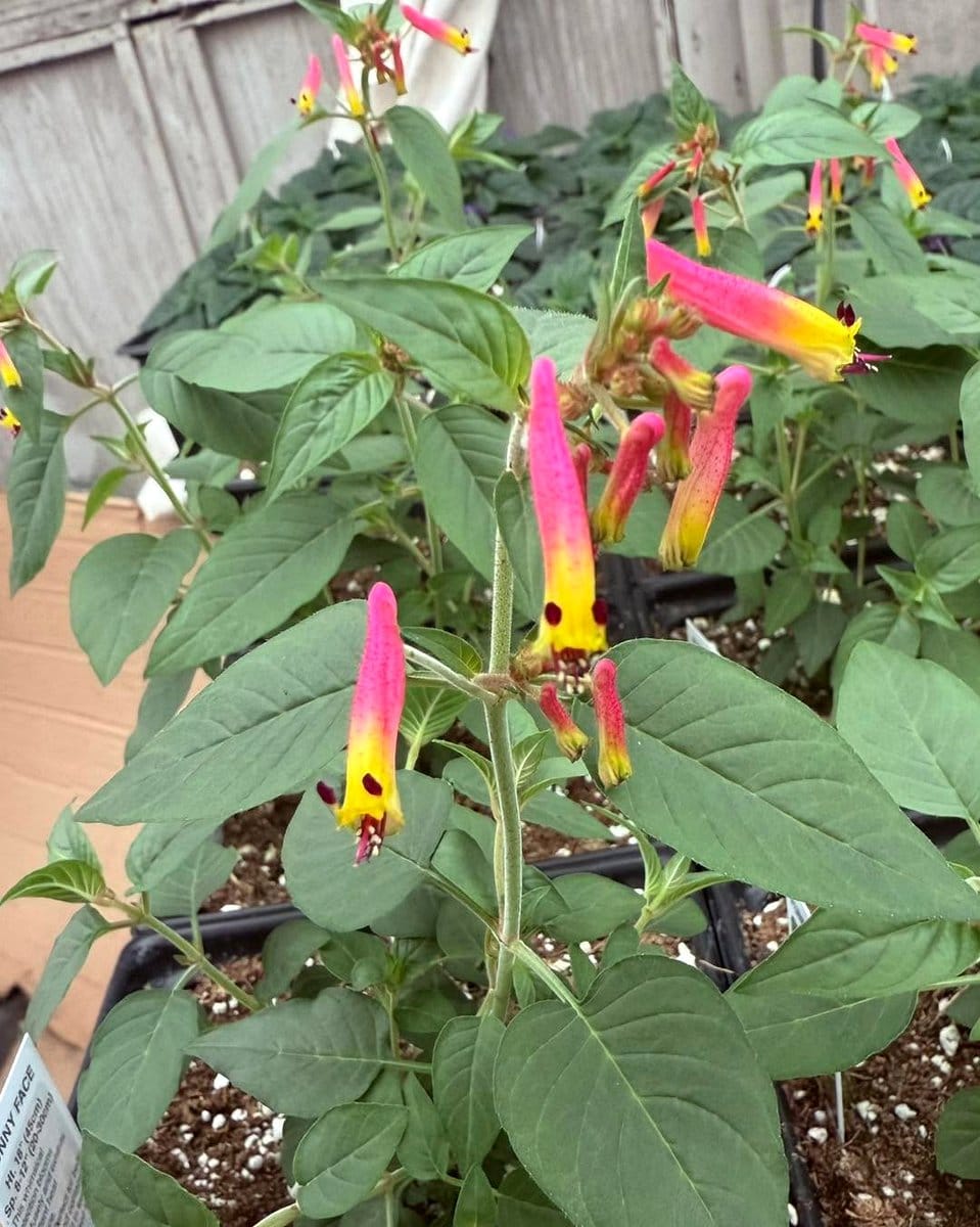 cuphea flowers in hanging basket