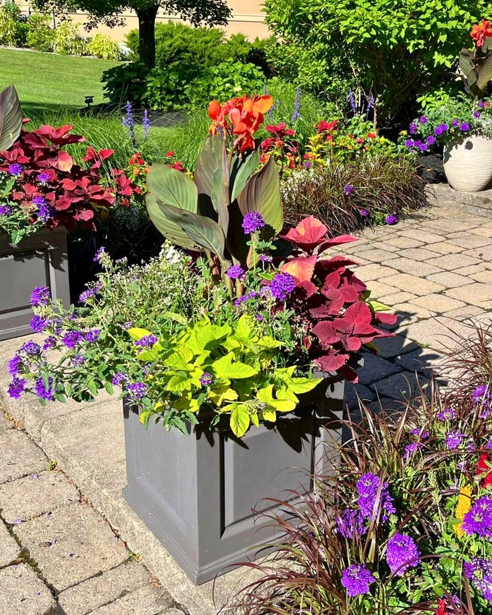 mixed colorful foliage plants
