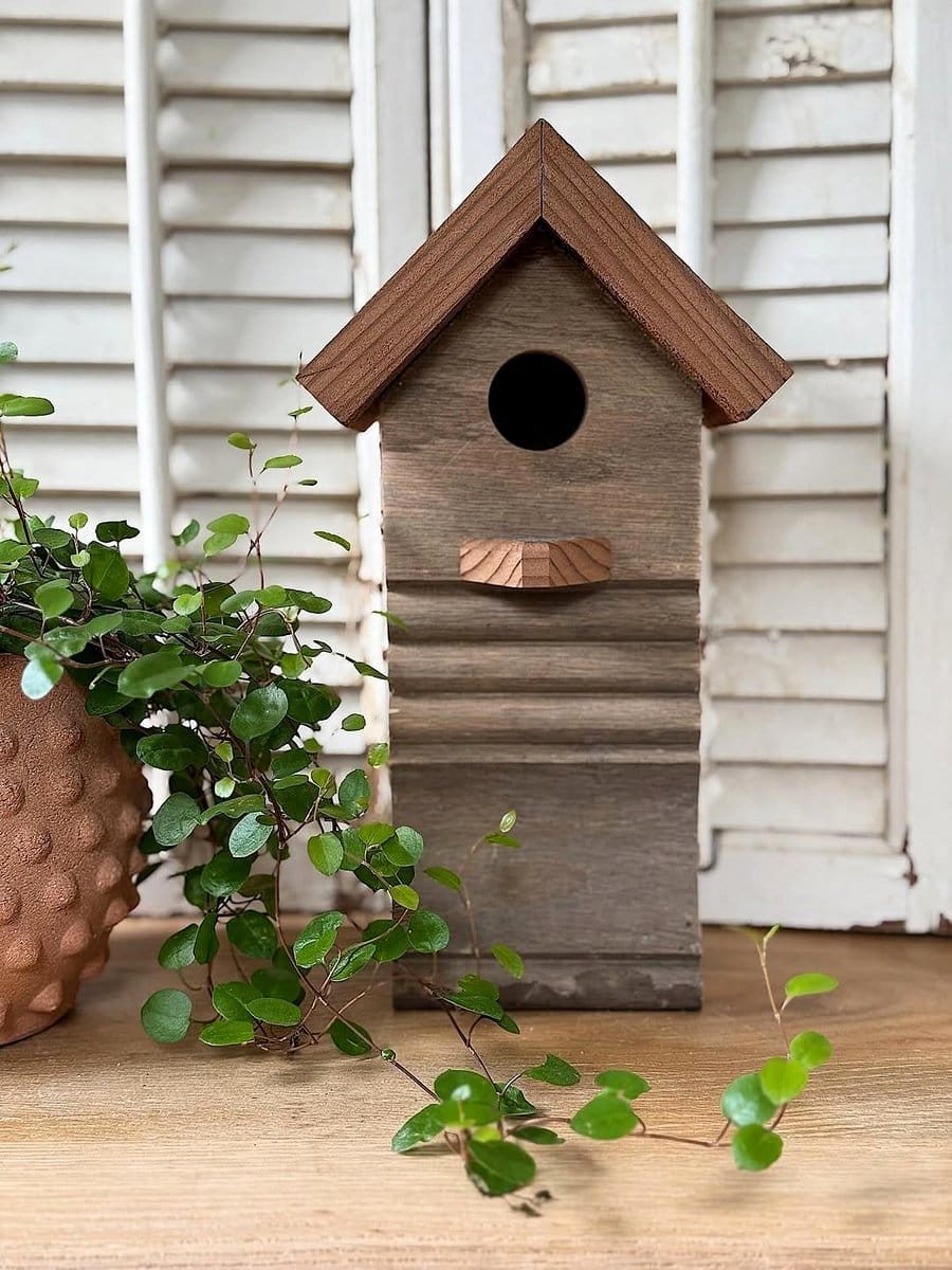 birdhouses with small plants