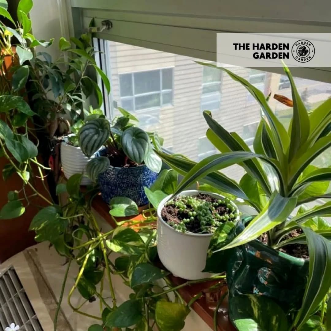 sunny windowsill with indoor plants