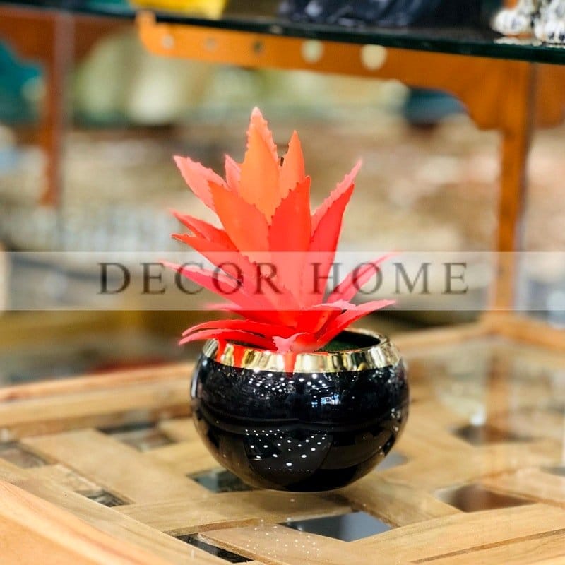 Elegant ceramic pot with Flamenco Ruffle Plant