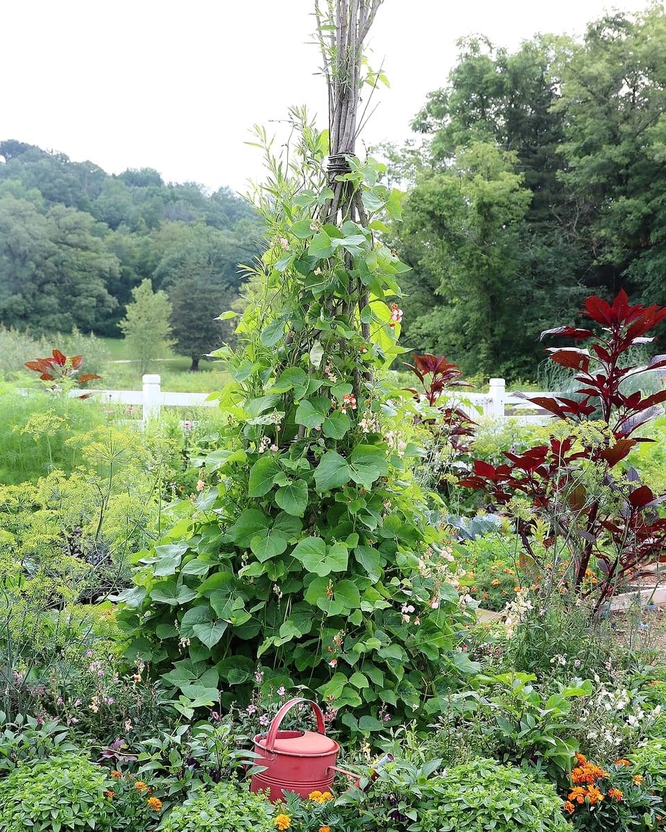 vegetable trellis with climbing beans