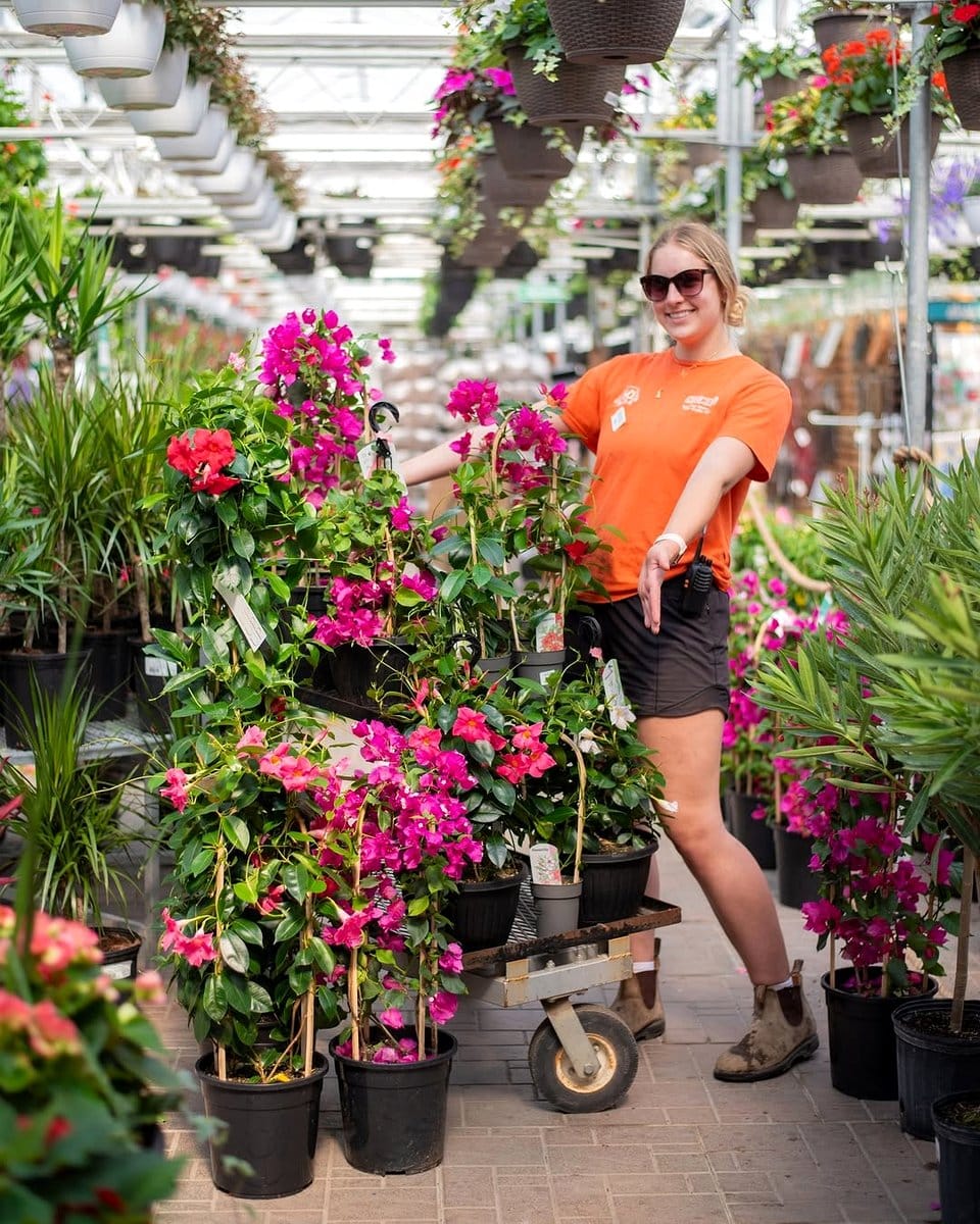 tropical foliage in hanging pots