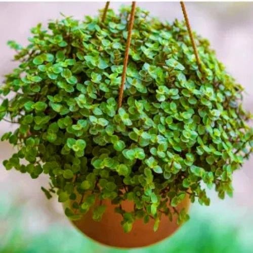 turtle vine in a decorative pot