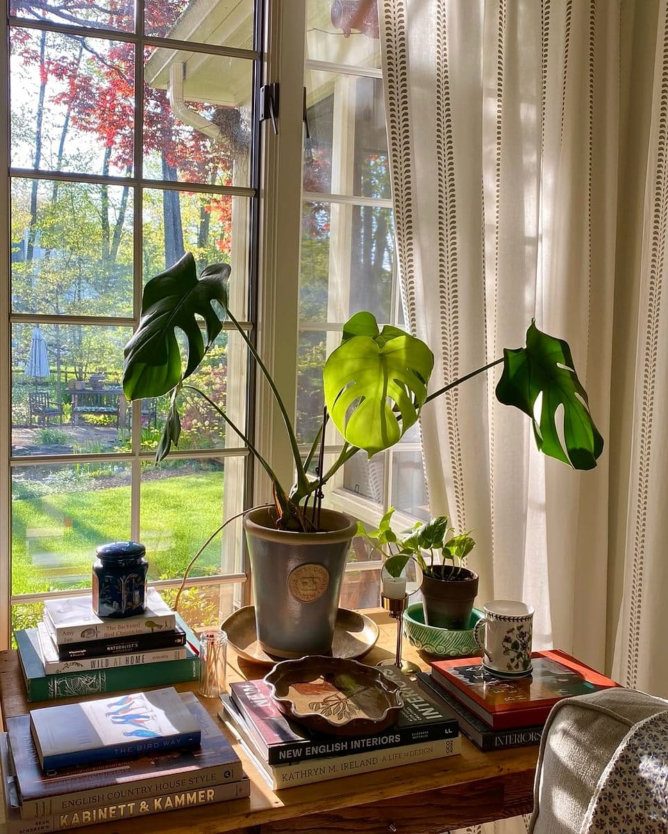 plants on sunny window sill