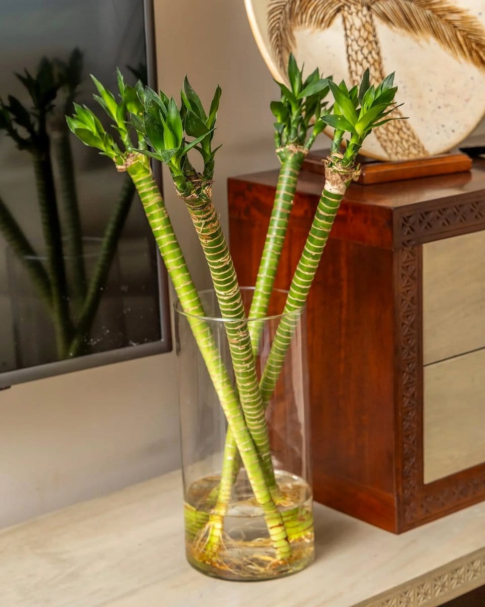 bamboo pot with peace lily