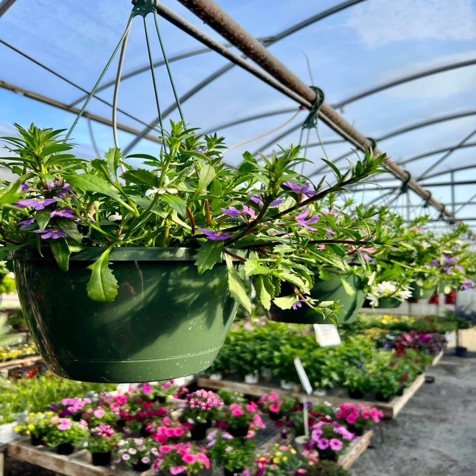 Cascading hanging basket with alpine blooms