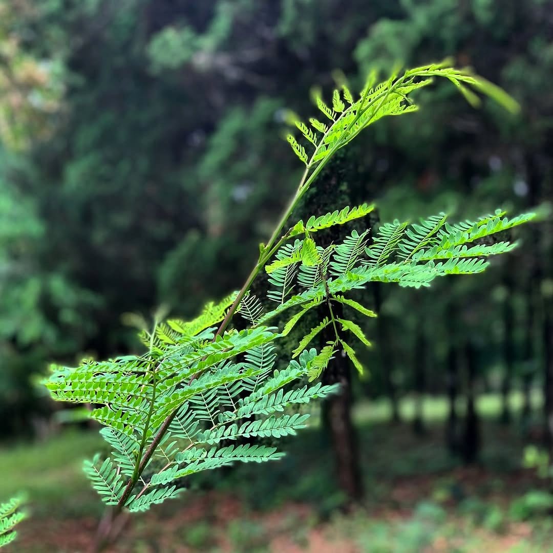 delicate fern leaves in sunlight