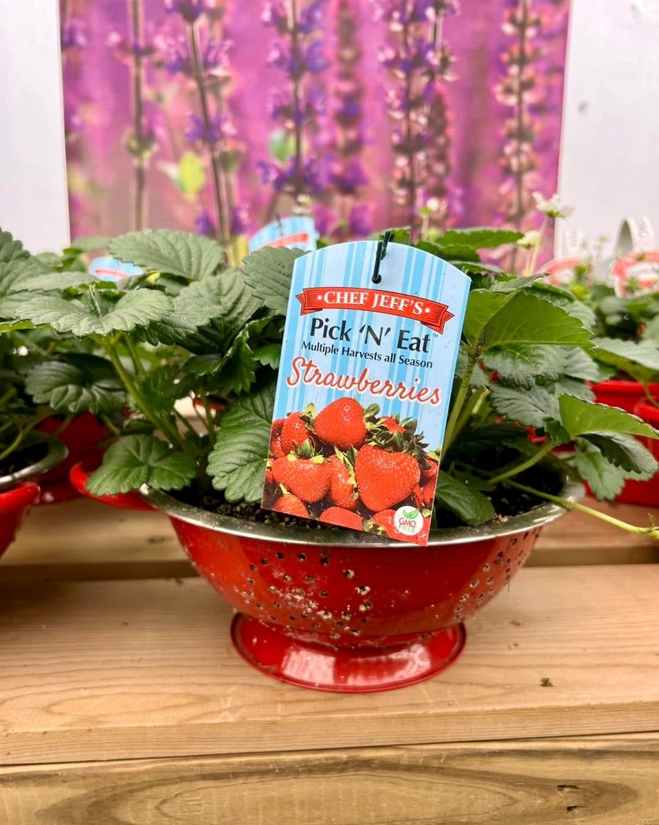 vibrant flowers in a hanging colander