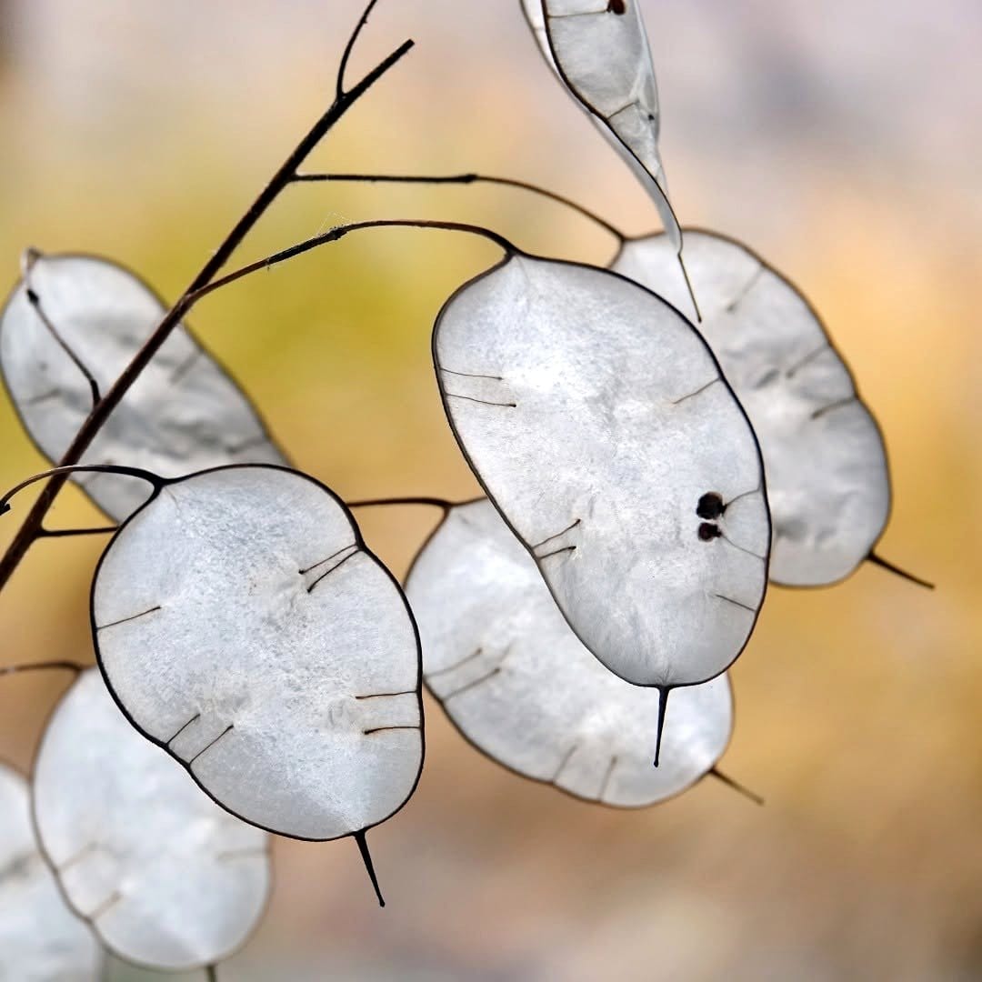 exotic seed pods in clear resin