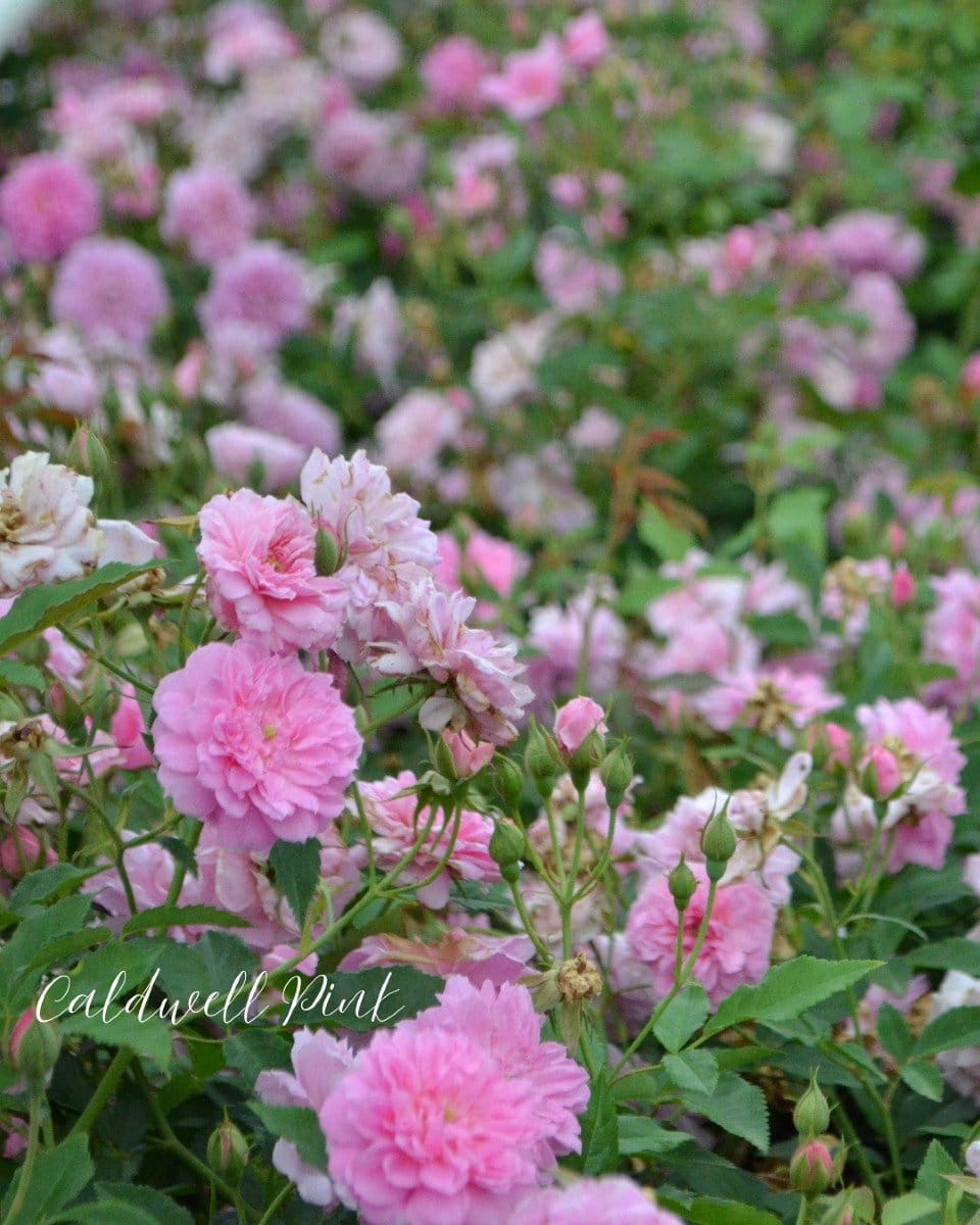 drought-tolerant rose bush