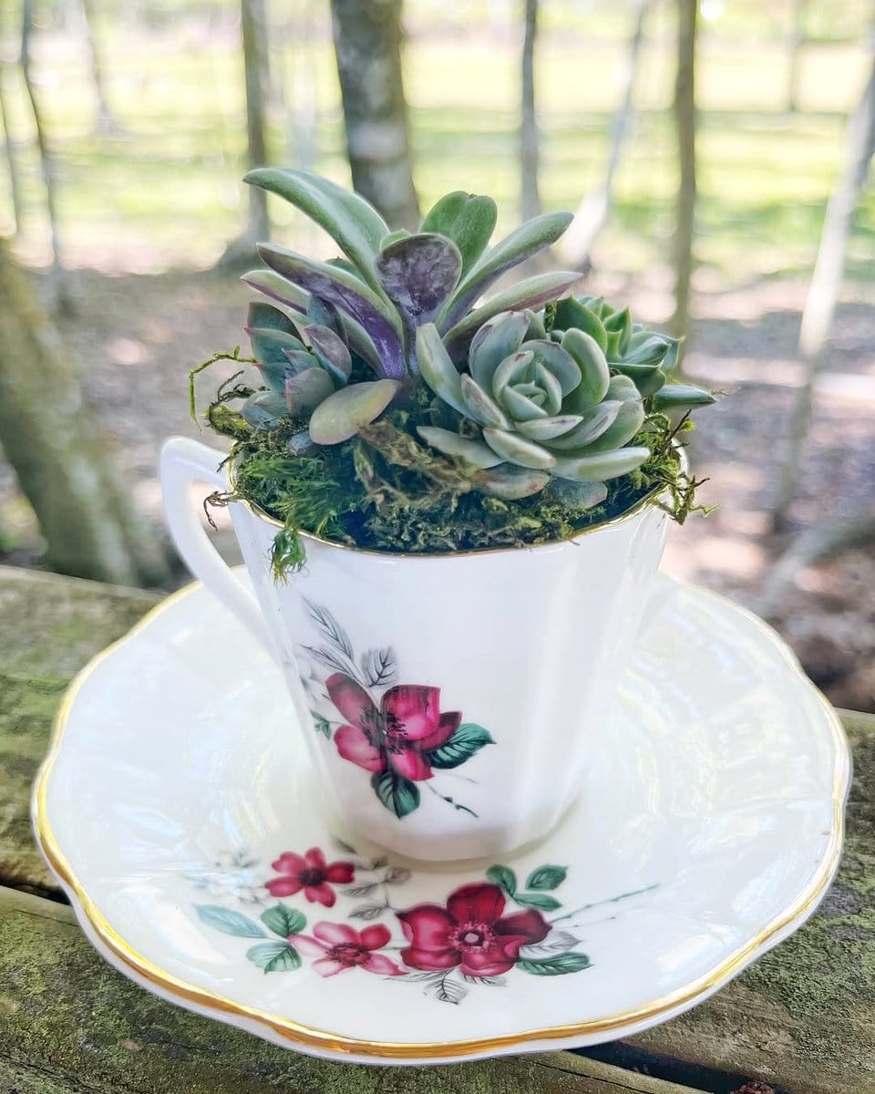 teacup centerpiece with succulents