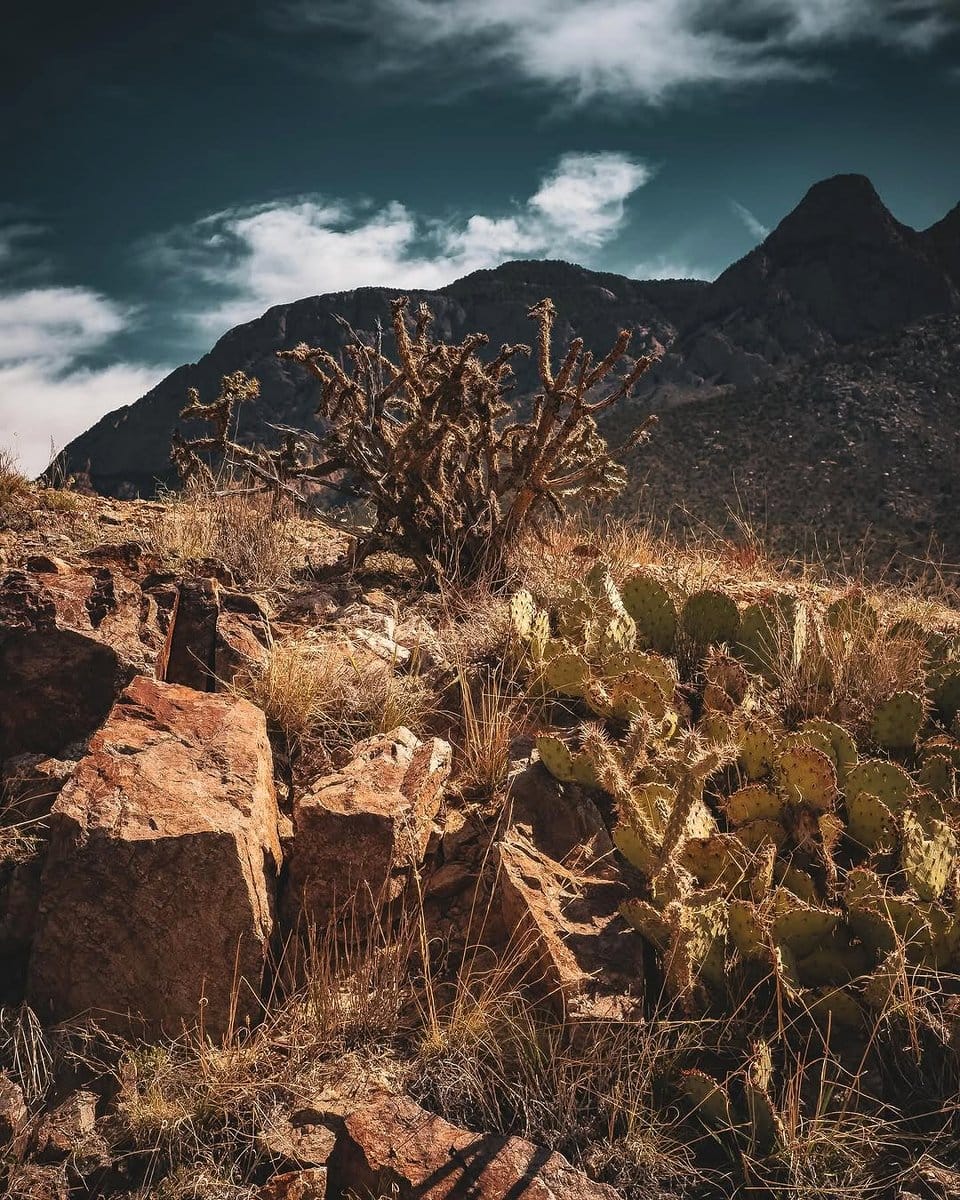 cactus shadows on desert landscape