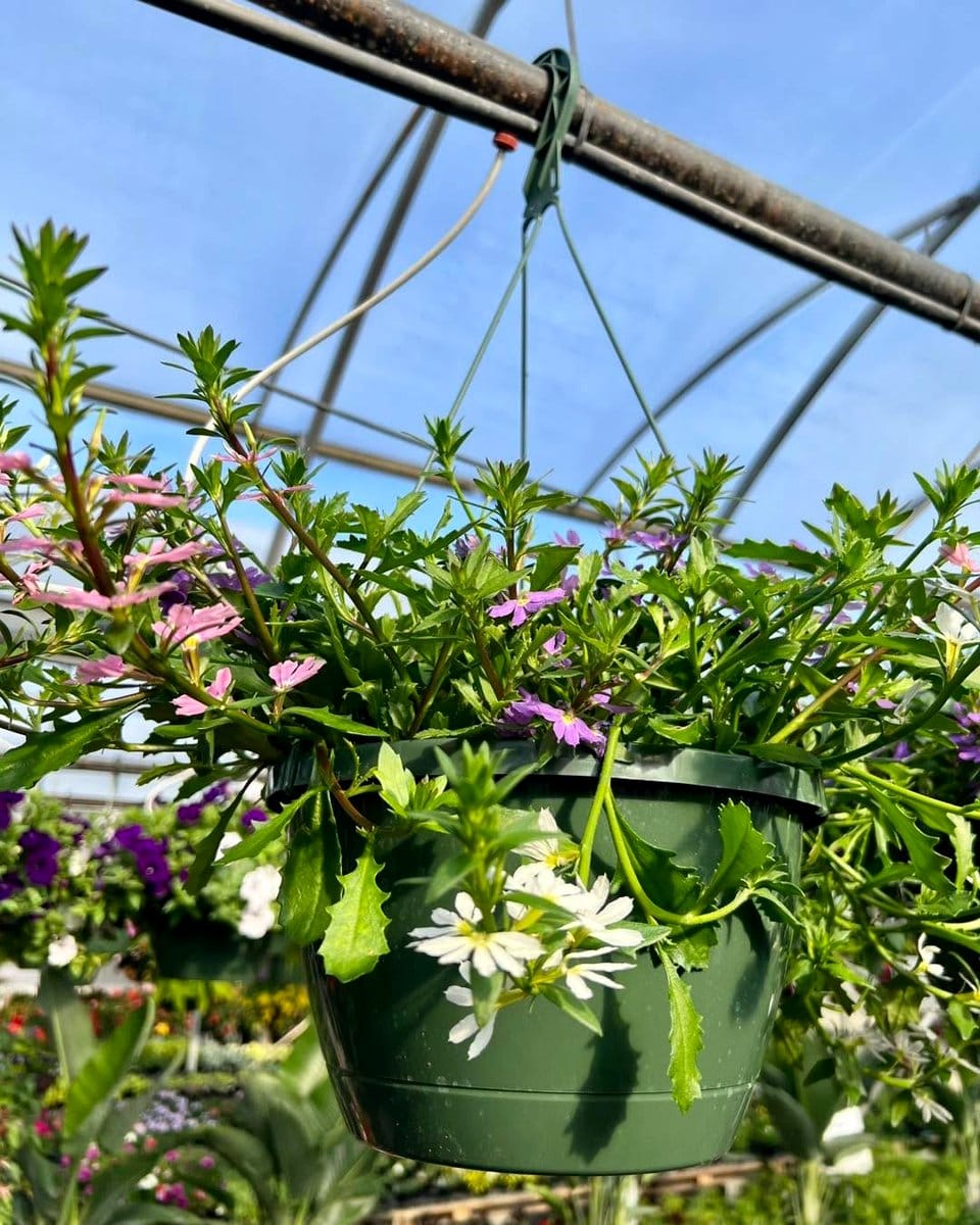 hanging planters with trailing plants