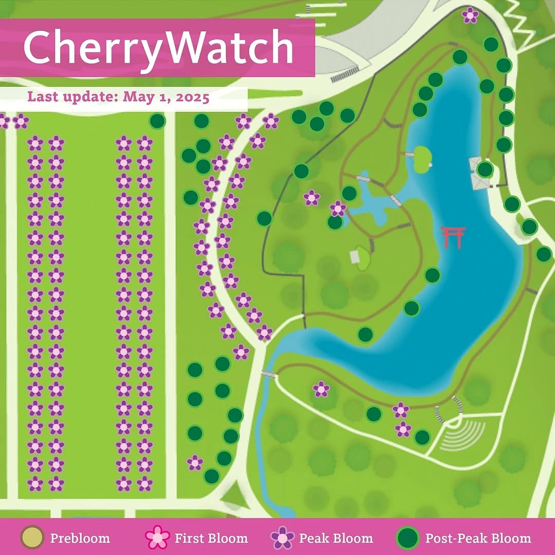 Cherry blossom petal garden pathway