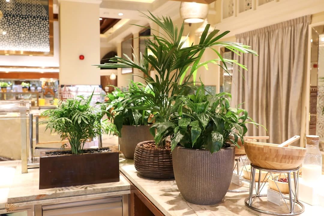areca palm as room divider
