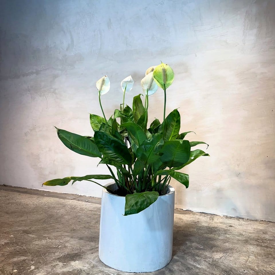 White peace lily in a modern pot