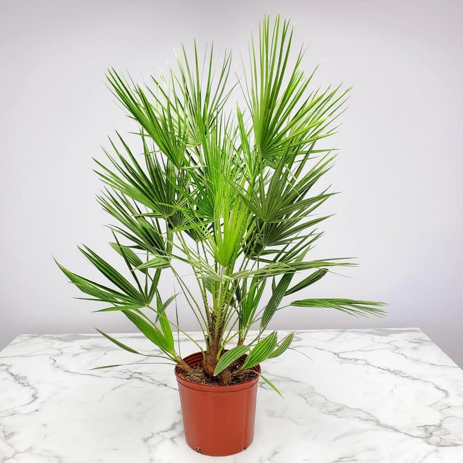 European fan palm on sunny patio