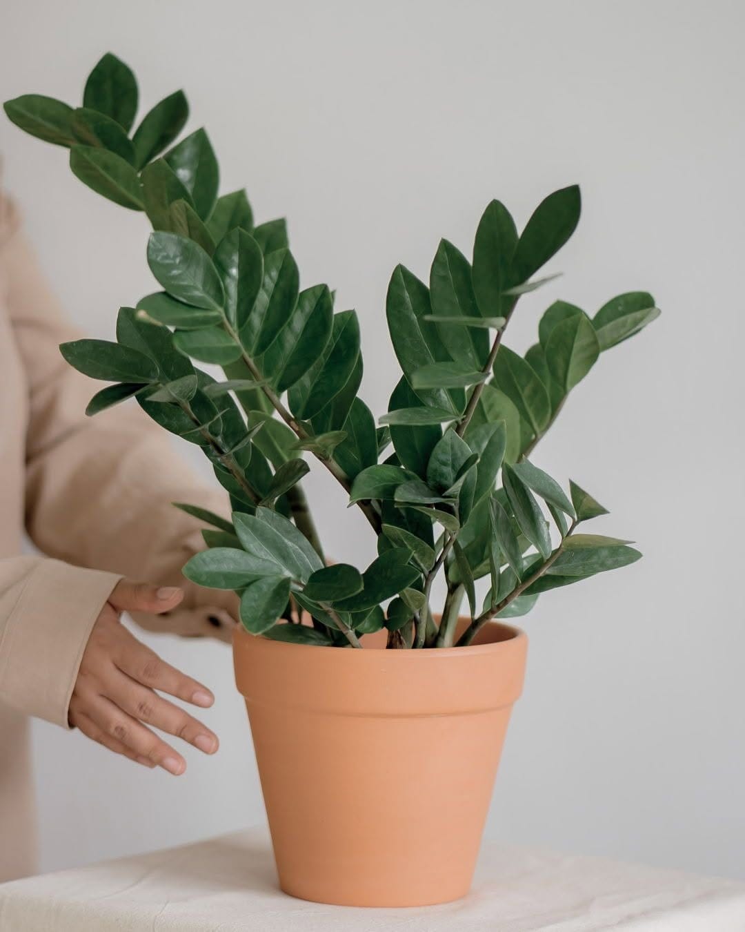 Glossy zz plant in modern pot