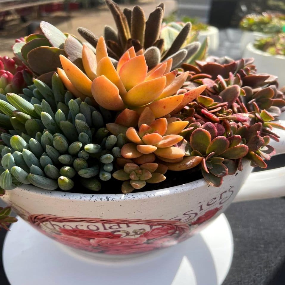 Celtic spiral stone succulent arrangement