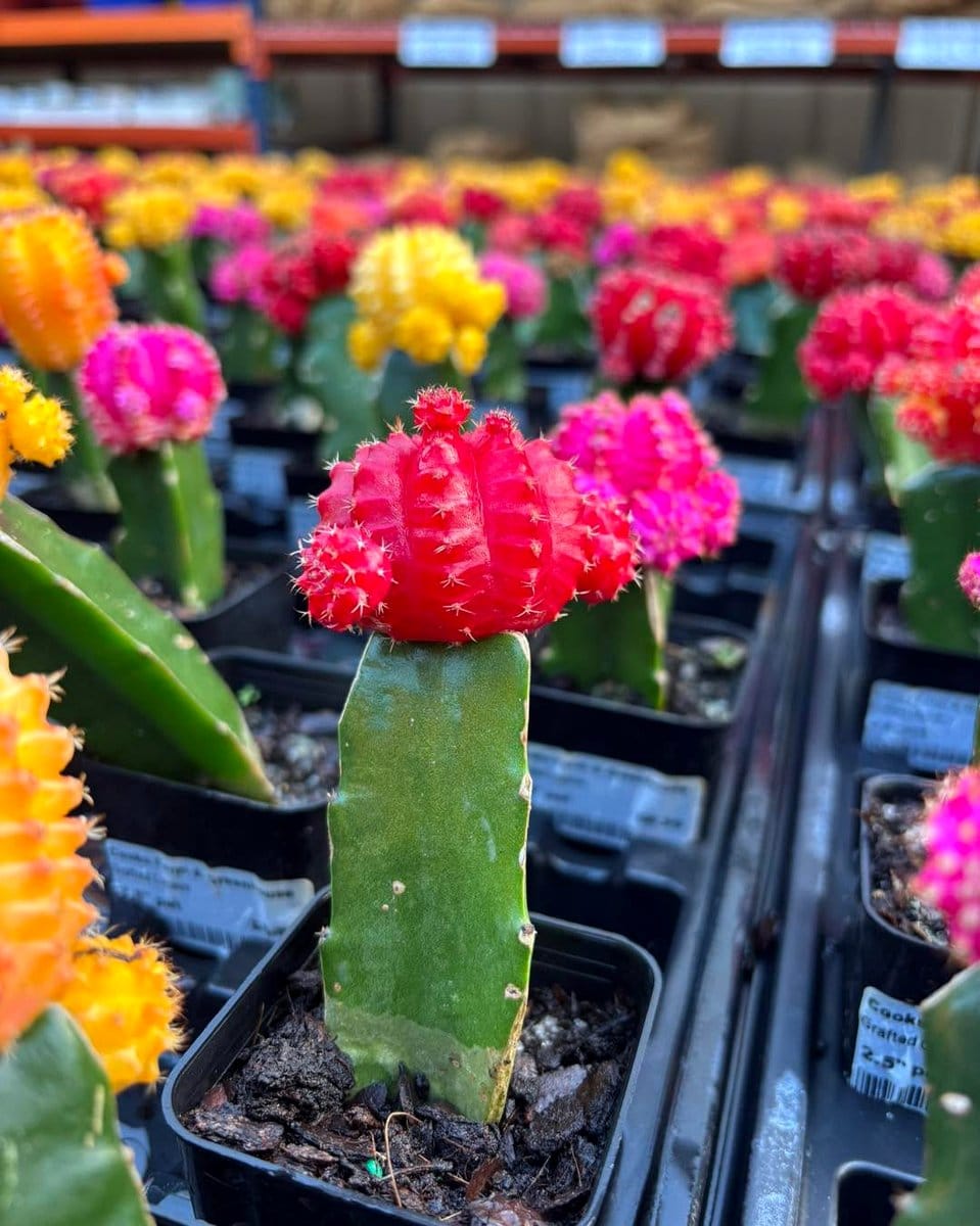crisp light on cacti