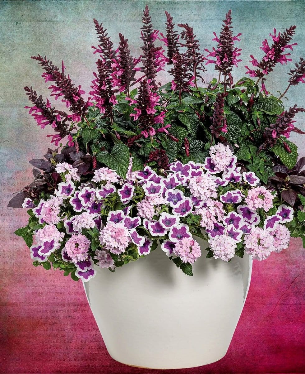 swedish ivy in a hanging basket