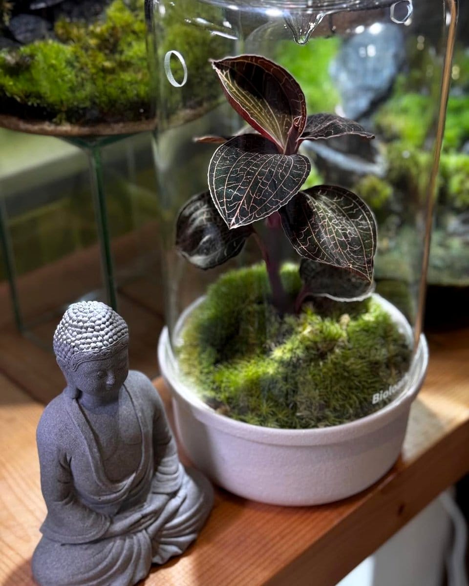 glass terrarium with aquatic plants