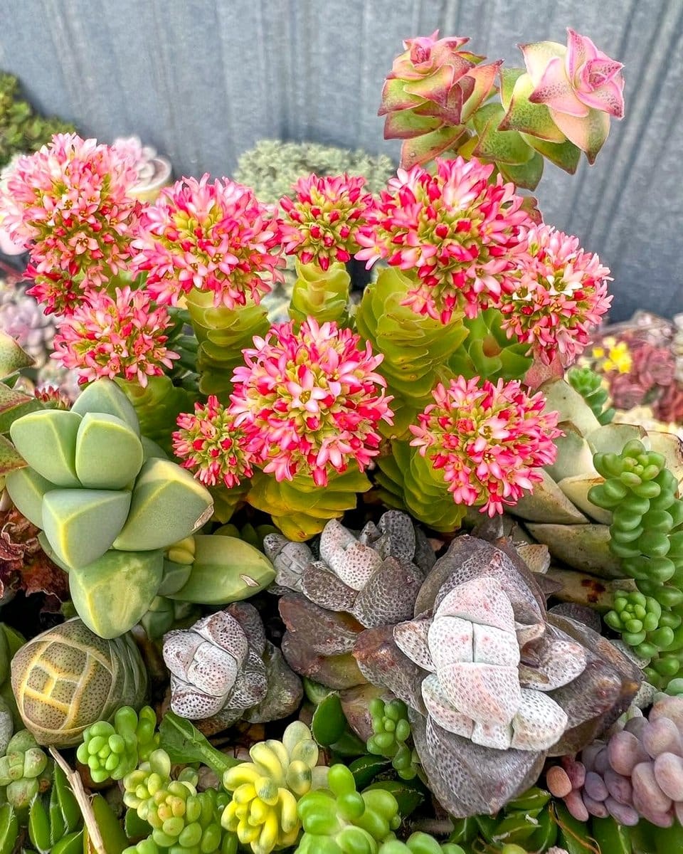 colorful succulent blooms