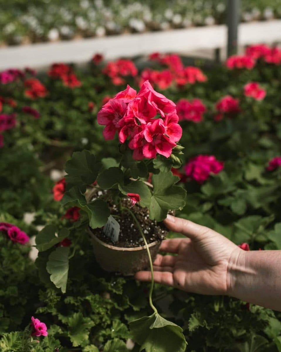 outdoor planters with geraniums