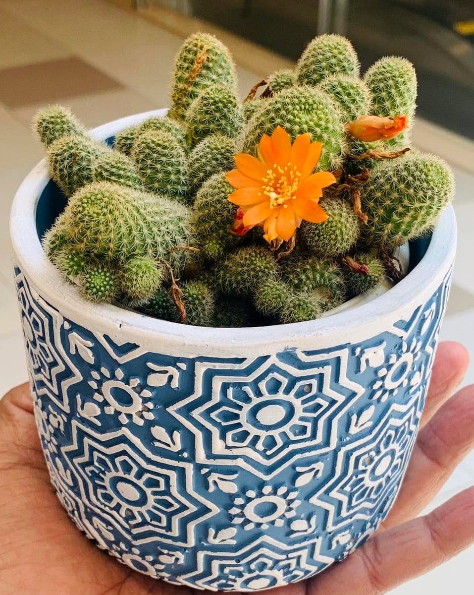 Varied cacti in colorful pots