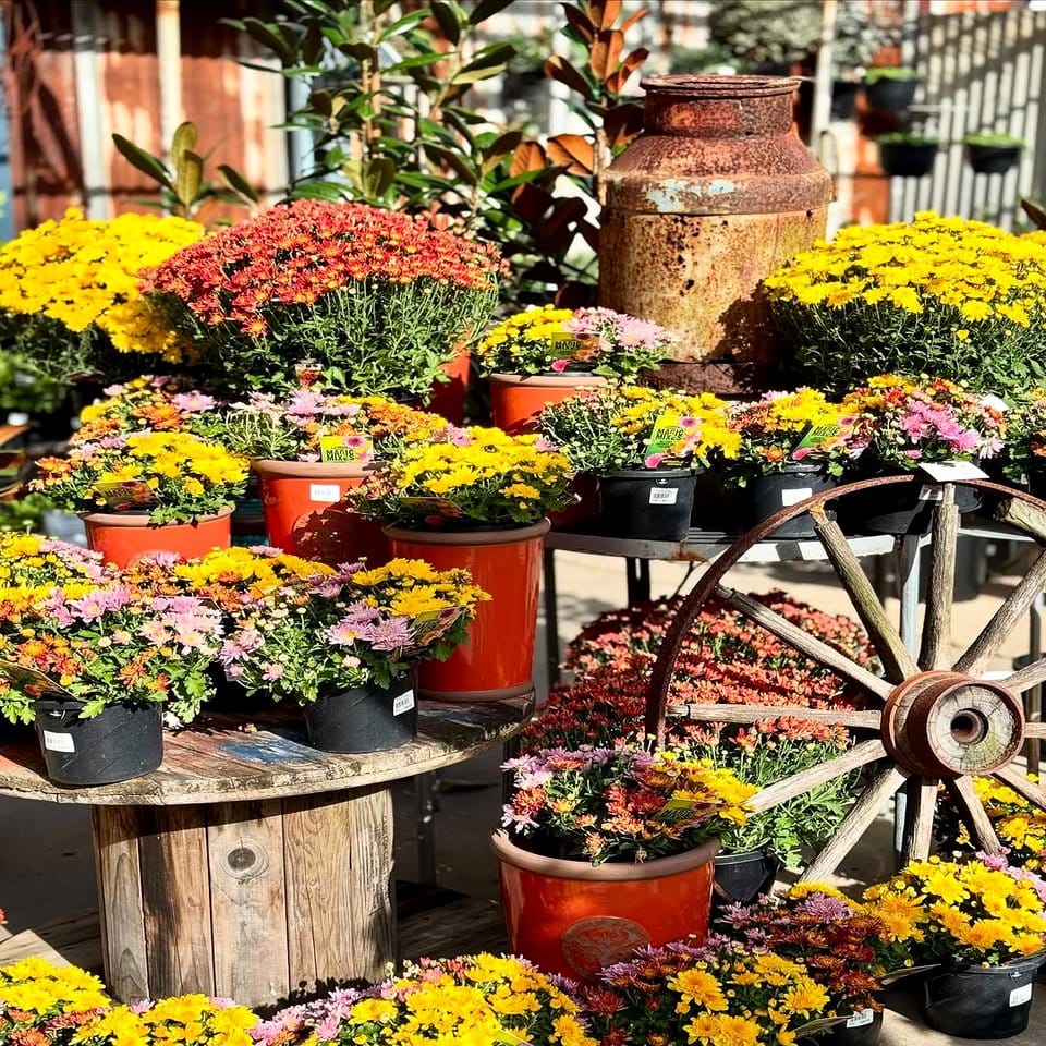 Cowboy boot cactus planter display
