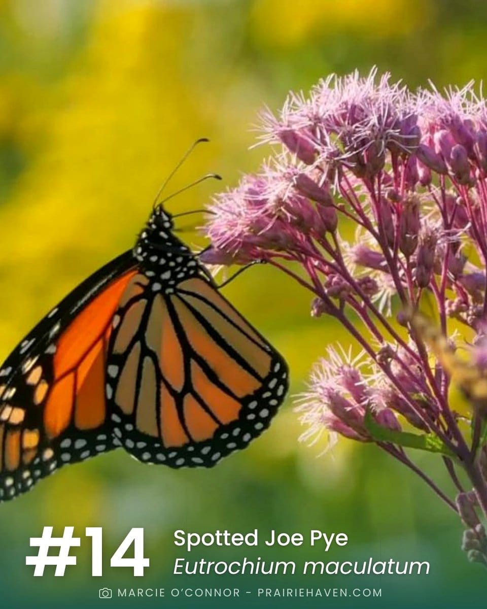 tall Joe-Pye weed with pink clusters