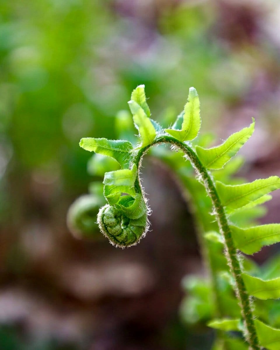 ferns in morning sun