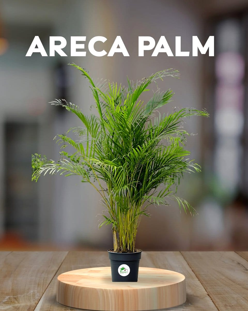 areca palm in nursery corner