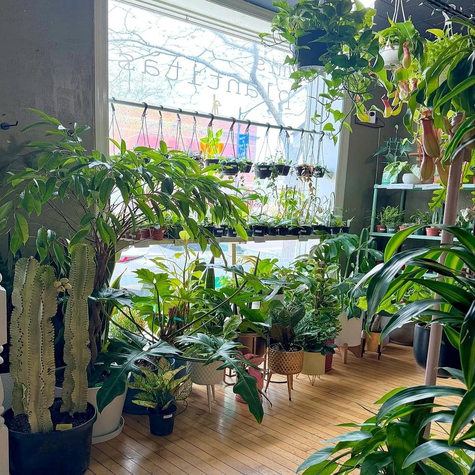 Diverse indoor plant collection with wool wraps