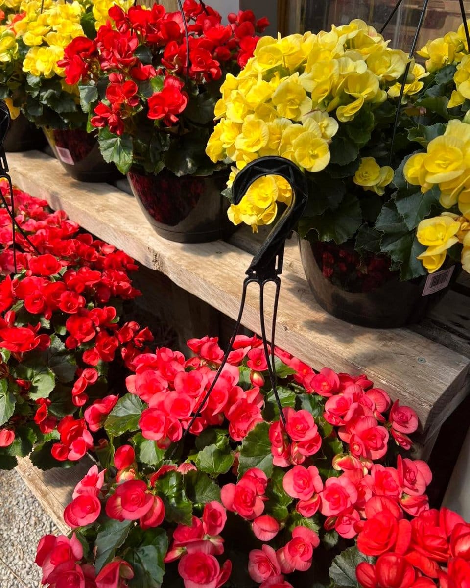 colorful begonias in basket
