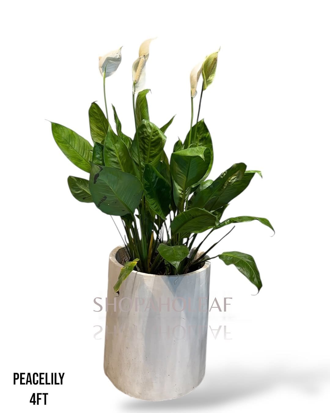 Fresh peace lily on bamboo stand