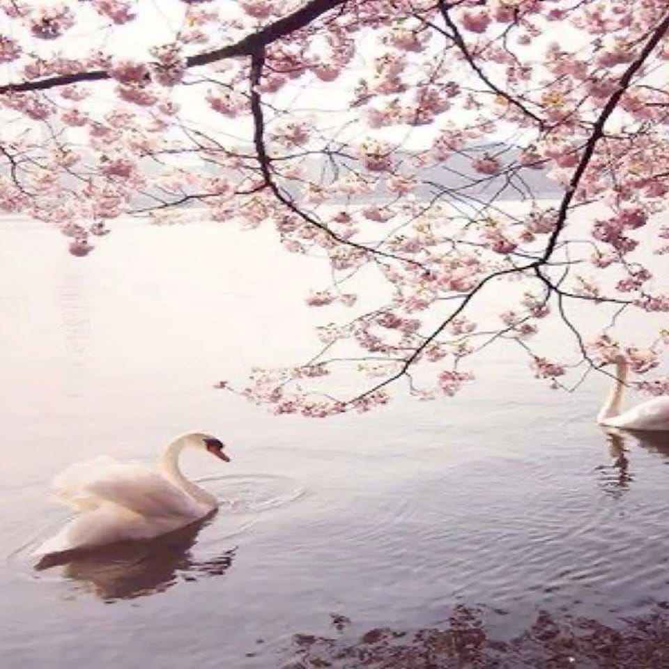 Hand-painted cherry blossom wall art