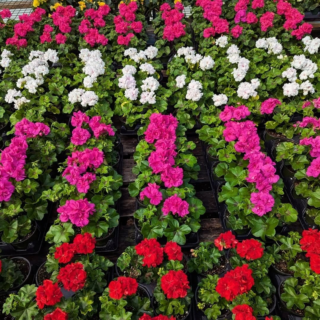 pelargonium flowers in sunny basket