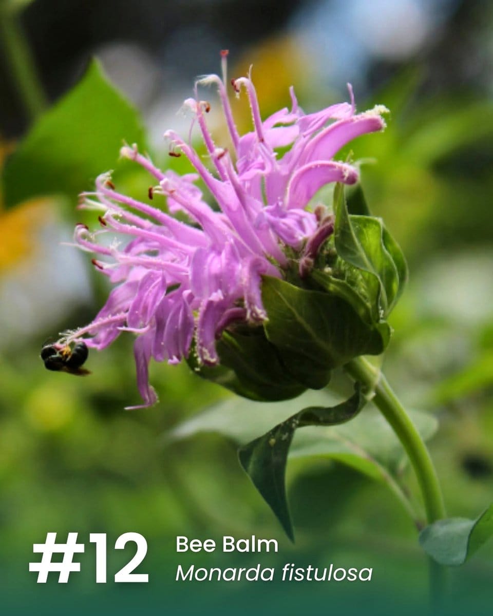 bee balm flowers in cluster