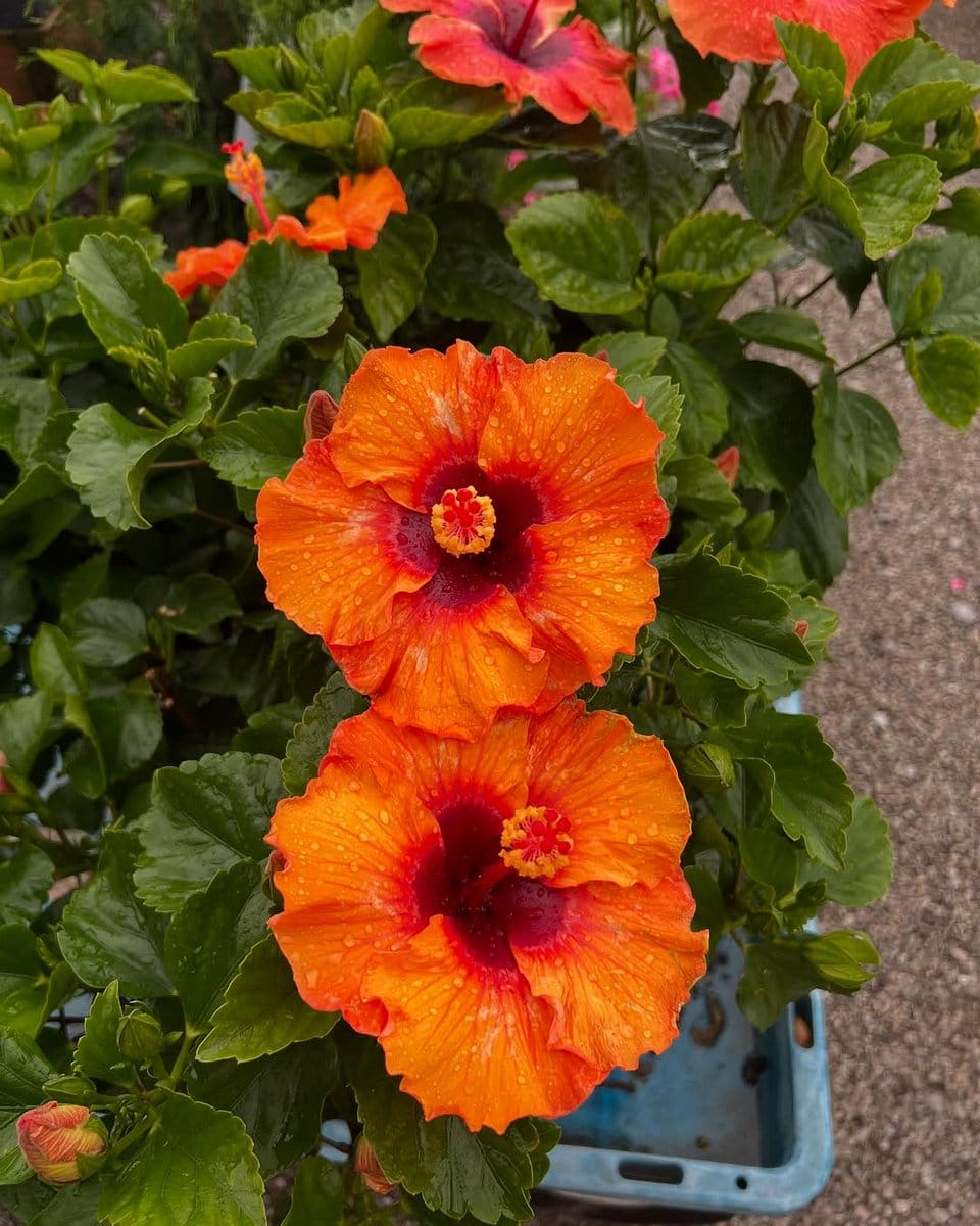 hibiscus flowers in patio pot