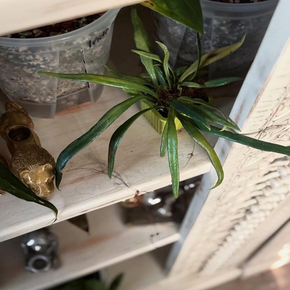 Handmade plant coaster with salt crystal accents