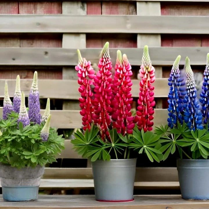 lupine in balcony container