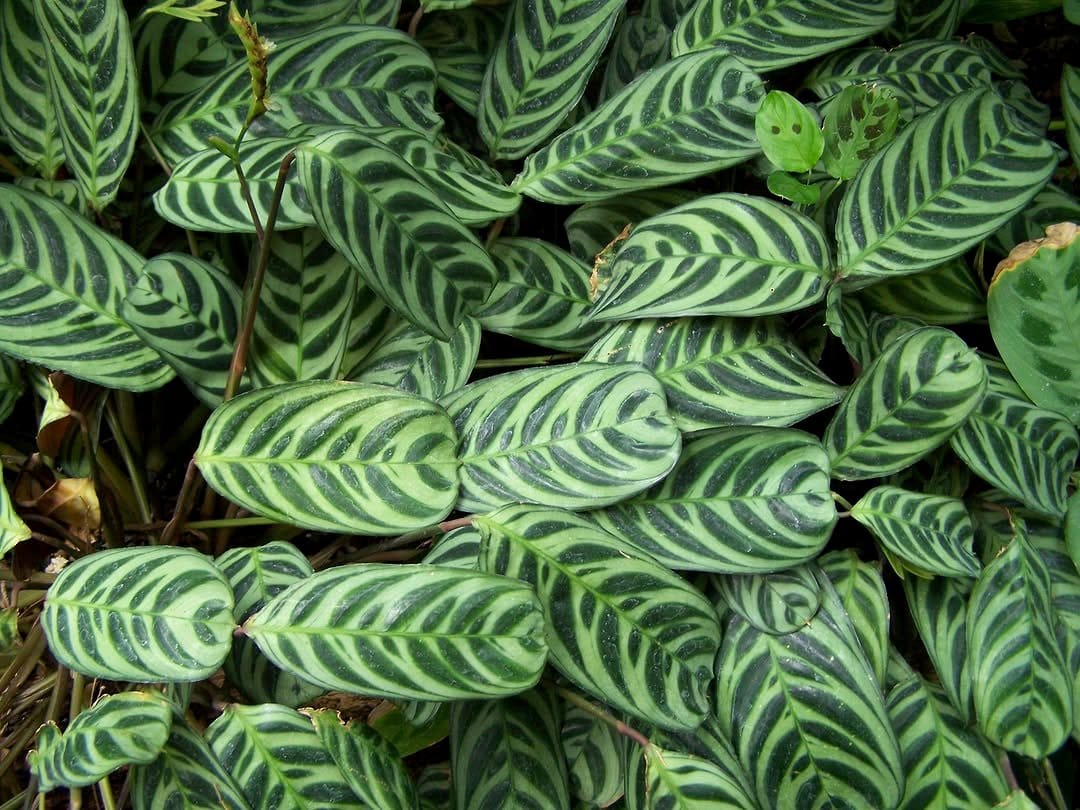 Peacock Plant with feather-like patterned leaves