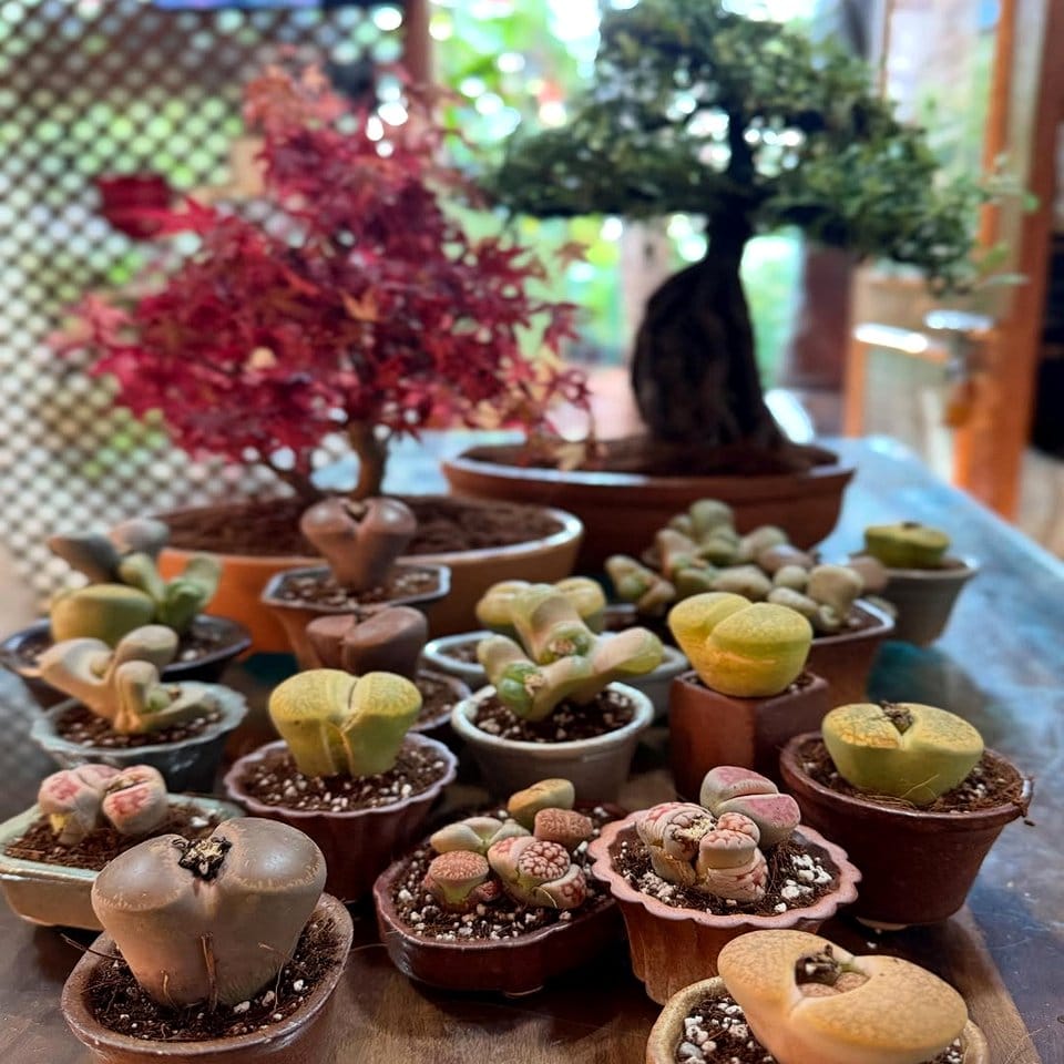 Stone succulent garden with Mayan symbols