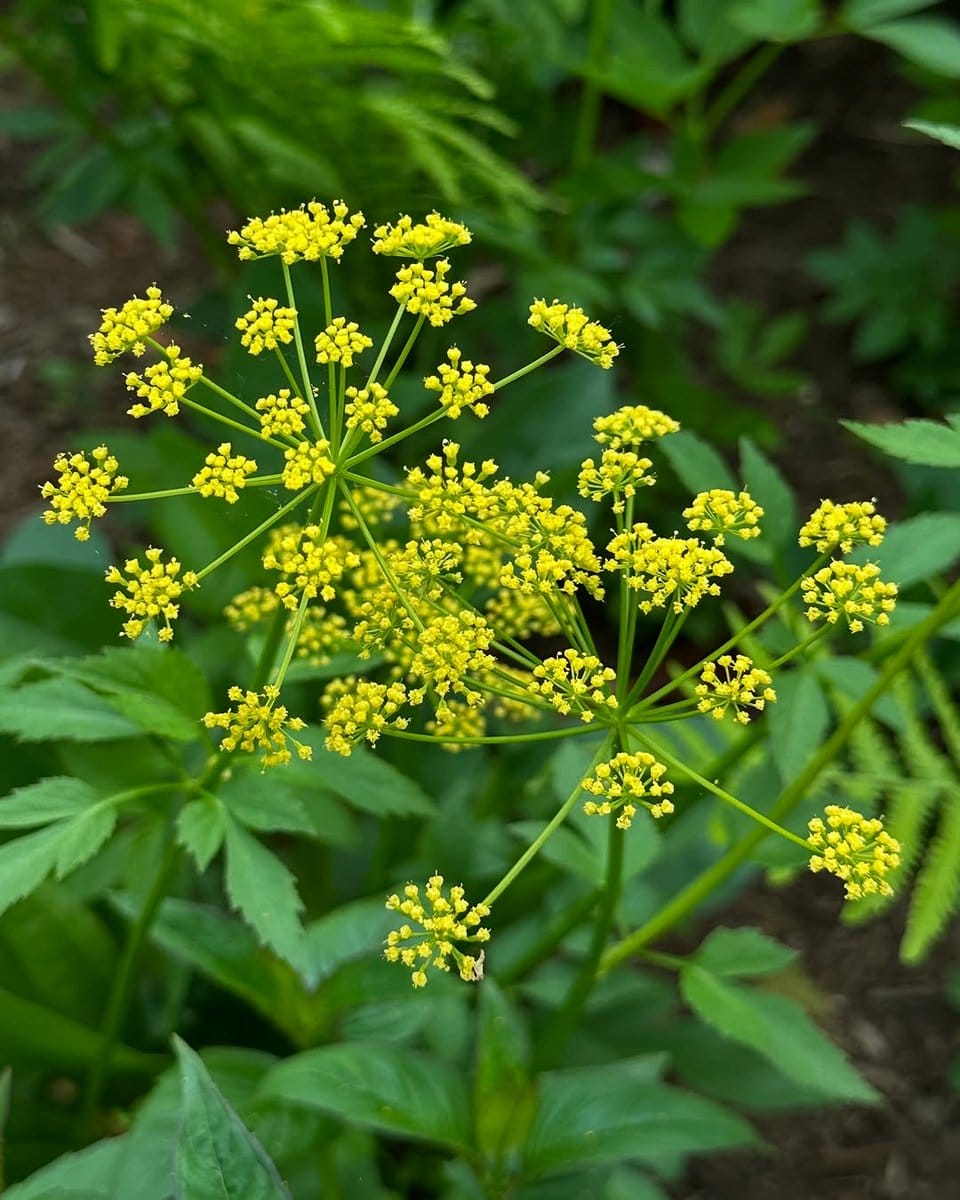 bishop's weed filling garden bed