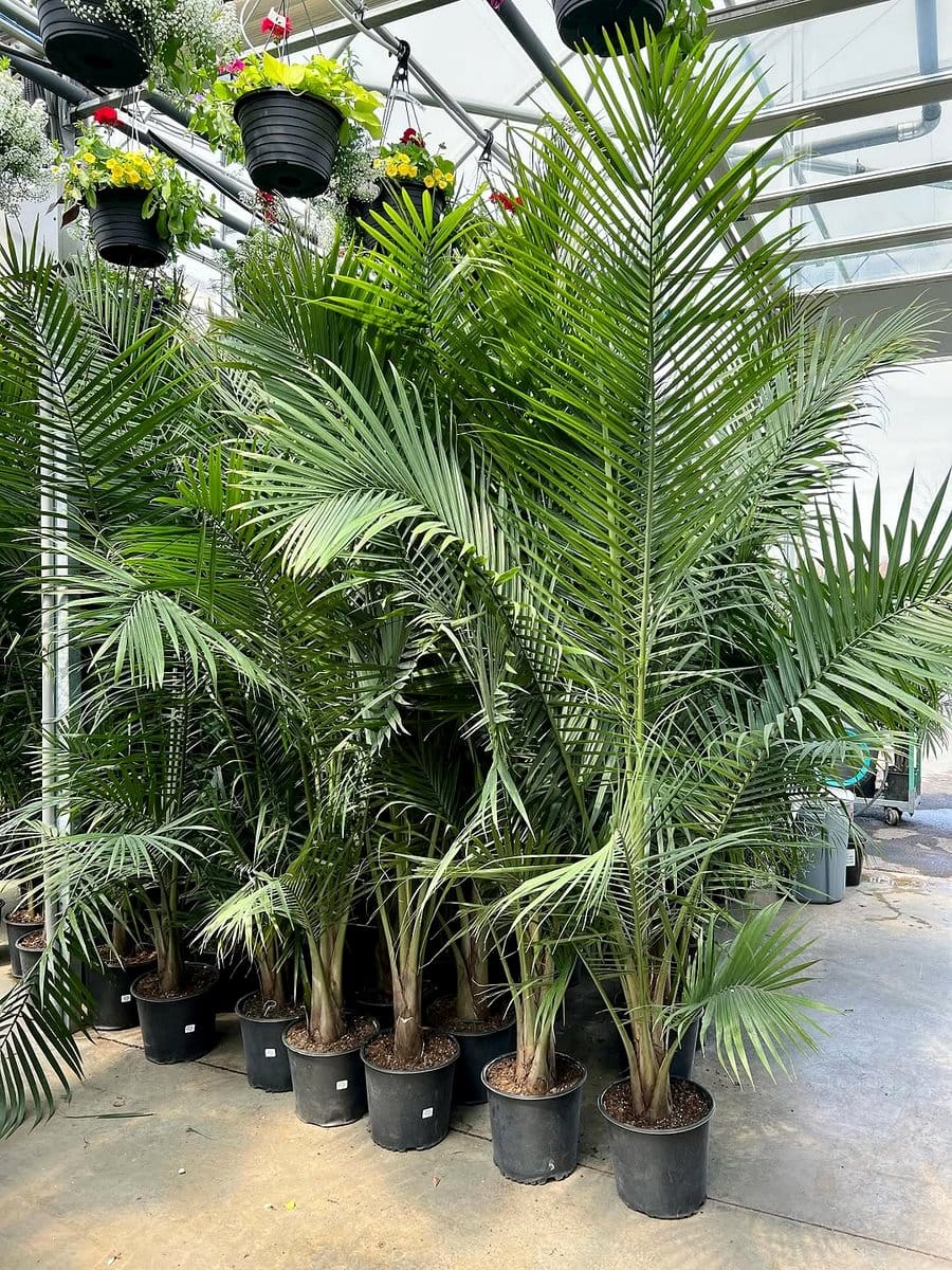 Majesty palm in sunny corner