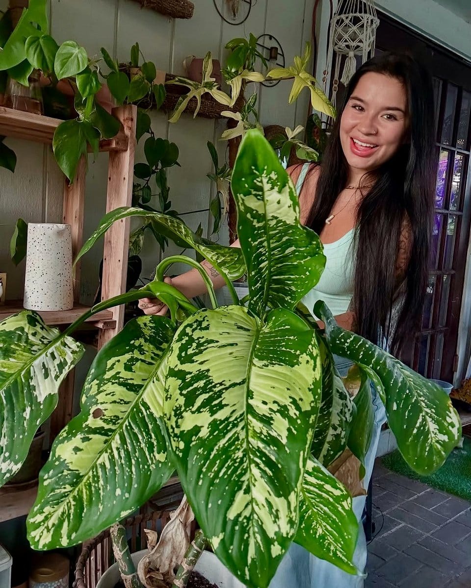 Dieffenbachia in bright entryway
