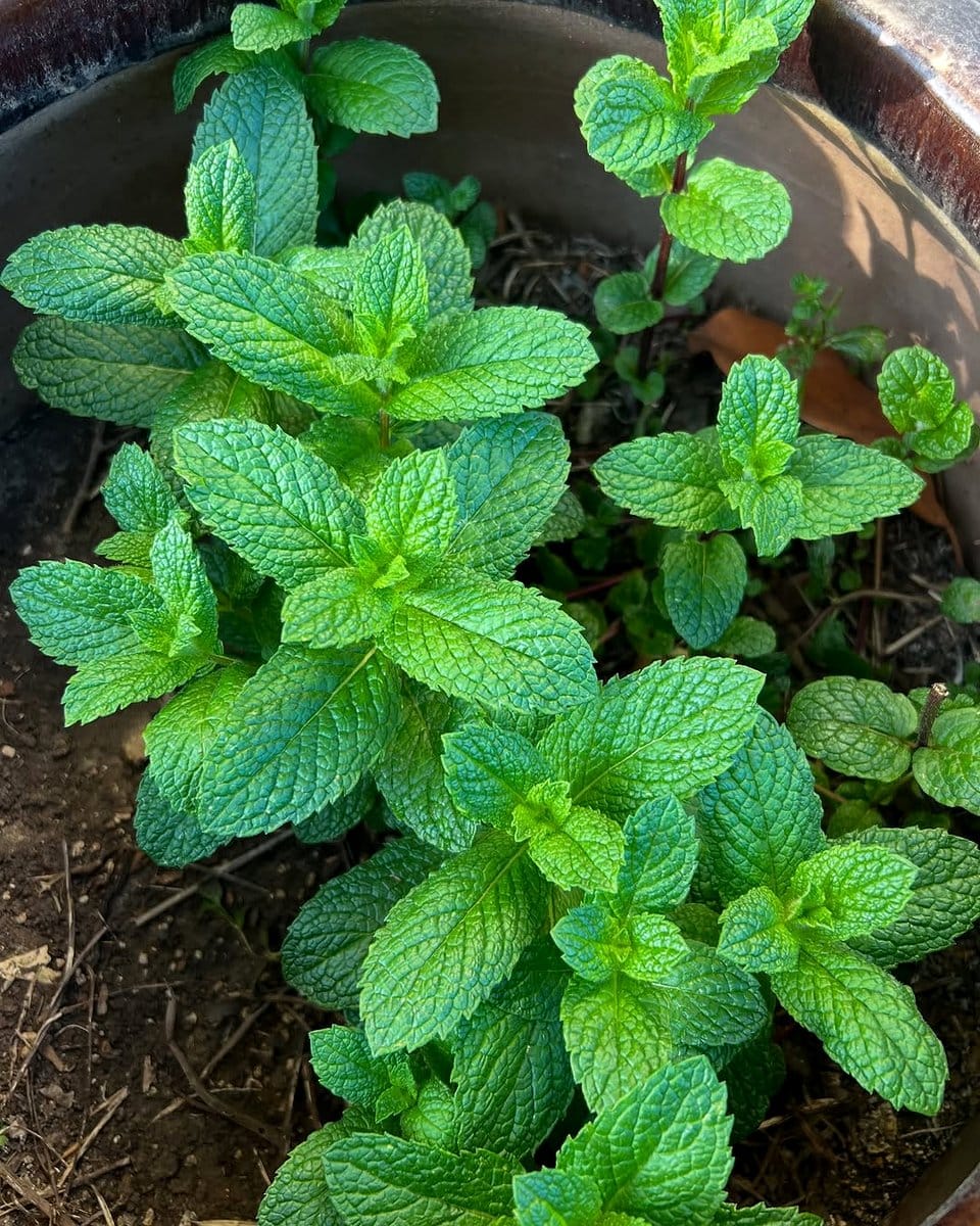 mint sprigs in glass jar